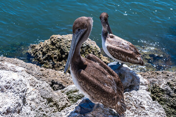 Two gray pelicans rest on rocks near a river in Florida.