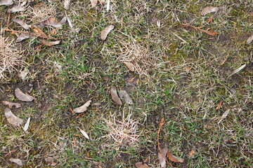 Old grass on wet ground, the beginning of spring, spring dirt.