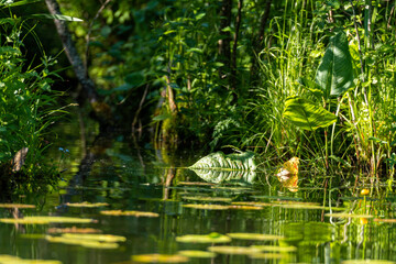reeds and greens on the water, the greens of the water lily on the river, closeup