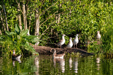 Waterfowl, young gulls perched on dead trees against a background of reeds, Selective focus