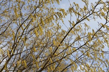 Obraz premium Photo of blooming birch catkins