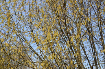 Photo of blooming birch catkins