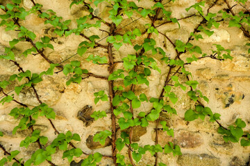 Hydrangea petiolaris (Climbing Hydrangea) growing on a limestone wall on a gite in France
