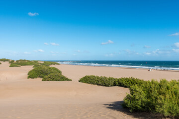 Panoramic view of the beach with selective focus on the dune bushes.