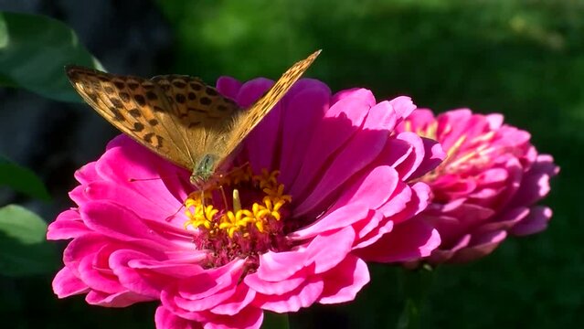 Ein Kaisermantelfalter auf den gelben Bl&uuml;tenf&auml;den einer pinken Zinnie (Makro)