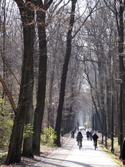 Forest road with people walking