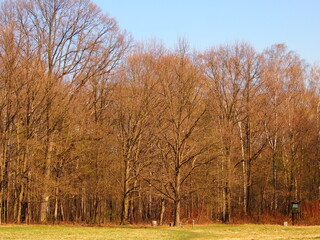 Spring forest in the background with trees and blue clear sky