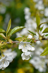 Naklejka premium Sweet cherry