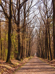 Forest path for walking and cycling