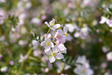 Narrow-leaved boronia Pink Star