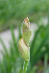 Tall bearded iris Rapture in Blue