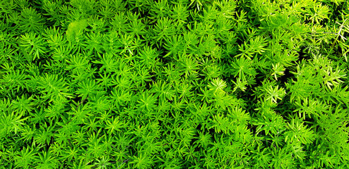 Fototapeta premium Green fern leaves background. Plant growth or nature wallpaper. Ornamental tree in garden for decoration. Beautiful natural concept