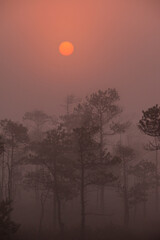Fototapeta premium Beautiful sunrise with a red sun coming up through the fog in the Great Kemeri Bog, near Jurmala, Latvia
