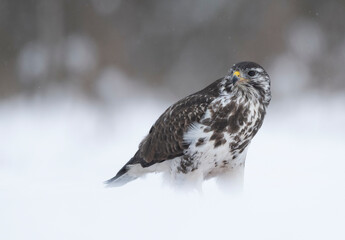 Common buzzard bird ( Buteo buteo )
