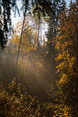 Beautiful forest and cliffs by the Amata river during sunny autumn day in Cecili nature trail near Ieriki, Latvia