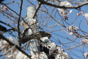 桜と鳥