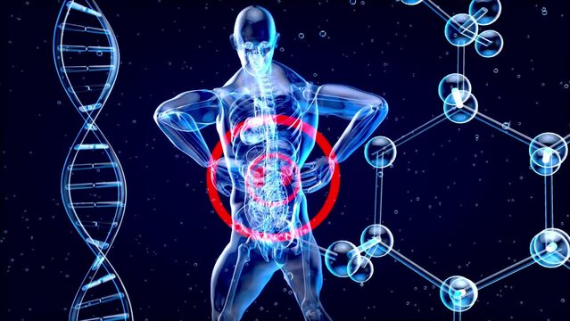 4K abstract anatomy animation of kidneys