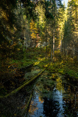 Beautiful forest and cliffs by the Amata river during sunny autumn day in Cecili nature trail near Ieriki, Latvia