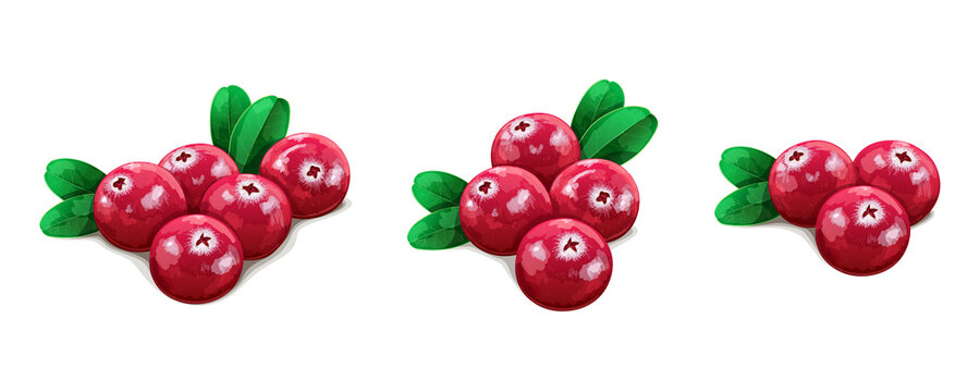 Set of realistic cranberries with leaves isolated on white background. Vector Illustration.