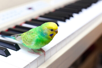 ピアノにのぼるセキセイインコ