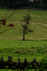 Fototapeta na wymiar A small single tree standing and growing alone on a field. Tangled and not perfect tree separated from the woodland behind.