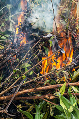 Dried leaves on fire on ground.