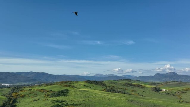 Majestic flight of booted eagle or Hieraaetus pennatus in slow-motion above andalusian landscape