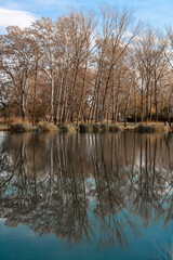Reflection of trees in the water of a lake