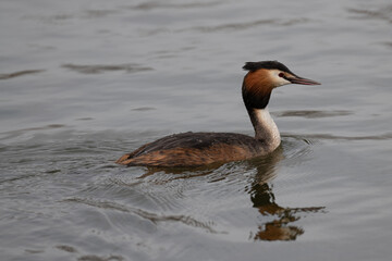 Great crested grebe searching for the next meal