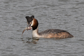 Great crested grebe caught its next meal