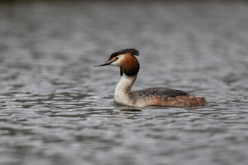 Great crested grebe searching for the next meal