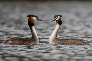 Pair of great crested grebes courting