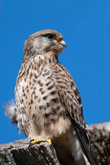 Female kestrel looking magestic