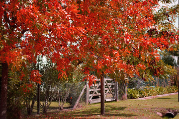 paisaje hojas caer rojo tranquera oto&ntilde;o barrio tranquilidad campo aire libre
