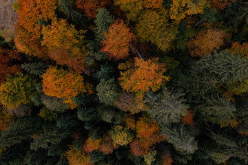 Aerial view of beautiful forest on autumn day