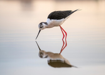 black-winged stilt (Himantopus himantopus) in water with excellent reflection on the water. A magical scene of wildlife from the life of birds. Sandpiper black-winged stilt in the wild.