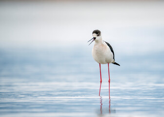 black-winged stilt (Himantopus himantopus) in water with excellent reflection on the water. A magical scene of wildlife from the life of birds. Sandpiper black-winged stilt in the wild.