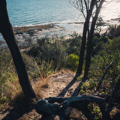 tree on the beach