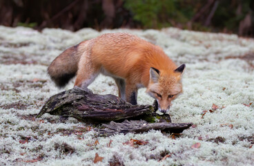 Red fox with a bushy tail walking in the forest in autumn in Algonquin Park, Canada 