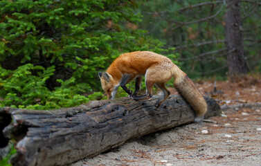 Red fox with a bushy tail walking on a log in the forest in autumn in Algonquin Park, Canada 