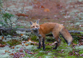 Naklejka na ściany i meble Red fox with a bushy tail walking in the forest in autumn in Algonquin Park, Canada 
