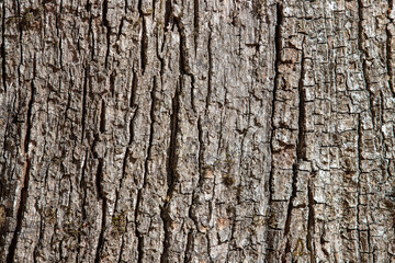 A close-up with the oak tree bark