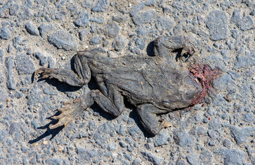 a dead frog on the road