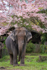 Asian Elephants in a natural forest of Chiang Mai, Northern Thailand standing near the beautiful Cassia Bakeriana or Pink Shower tree blooming in the spring season.