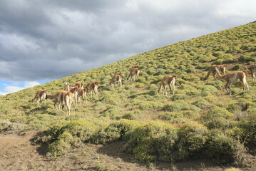 Chilean Patagonia landscape, Torres del paine
