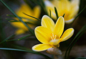 花が開いた後、日陰に入った黄色いクロッカスの花_横1