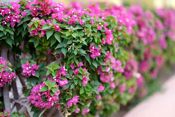 Beautiful wall of blooming tropical plants closeup