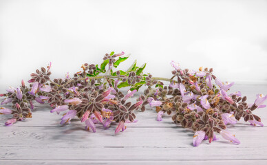 Lilac Sage Flowers. Copy Space. White background. Spring wildflowers on a flat surface. Studio Shot. Stock Image.