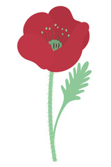 Poppy. Blossoming flower. Poppy bud. Scarlet petals. Color vector illustration. Plant with green leaves. The stem of the plant is bristly. Isolated background. Idea for web design, invitations