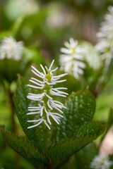 春の野草　ヒトリシズカ